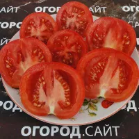 Купить семена Томат Топтыжка