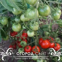 Купить семена Томат Уличная Девкам (Outdoor Girl)