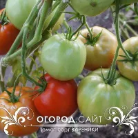 Купить семена Томат Вареники