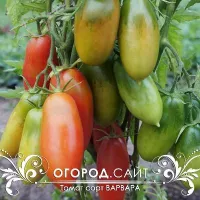 Купить семена Томат Варвара