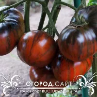 Купить семена Томат Гном Восторг Диппера коллекционный
