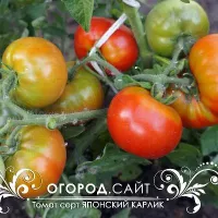 Купить семена Томат Японский карлик