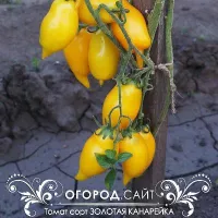 Купить семена Томат Золотой лимон Сокровище