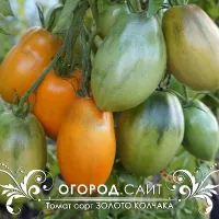 Купить семена Томат Золото Колчака