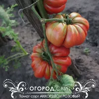 Купить семена Томат Аккордеон