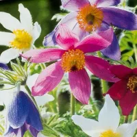 Купить семена Прострел Бэллс