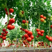 Купить семена Томат Стрега