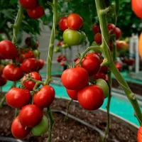 Купить семена Томат Стрега