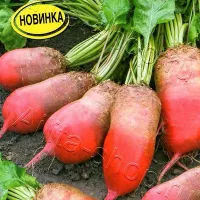 Купить семена Свекла Кормилица кормовая