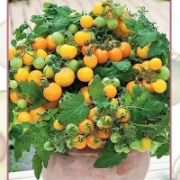 Купить семена Ацтек ультраранний