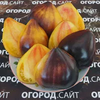 Купить семена Томат Ананасный сержант