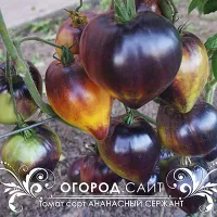Купить семена Томат Ананасный сержант
