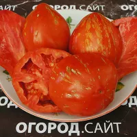 Купить семена томата Баранья Сумка