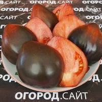 Купить семена Томата Бронзовые носики Сержанта Пеппера