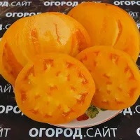 Купить семена Томат Гавайский ананас