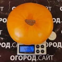 Купить семена Томат Гавайский ананас