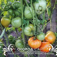 Купить семена Томат Гавайский ананас биколор