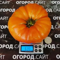 Купить семена Томат Гавайский ананас биколор