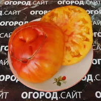 Купить семена Томат Гавайский ананас биколор