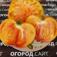 Купить семена Томат Гавайский ананас биколор
