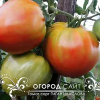 Купить семена томата Гигант Маслова