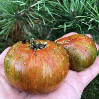 Купить семена Томат Гном Картофельная гадюка (Spud Viper)