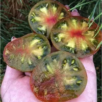 Купить семена Томат Гном Картофельная гадюка (Spud Viper)