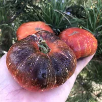 Купить семена томата Голубой голландец