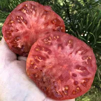 Купить семена томата Голубой голландец