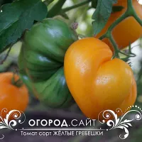 Купить семена Томат Гребешки желтые коллекционные