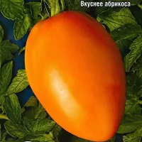 Купить семена Томат Золотой кенигсберг