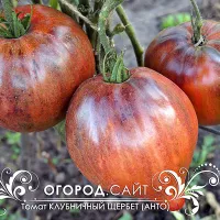 Купить семена Томат Клубничный щербет (с антоцианом)