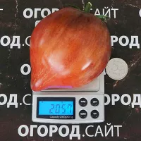 Купить семена Томат Клубничный щербет (с антоцианом)