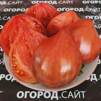 Купить семена Томат Клубничный щербет (с антоцианом)