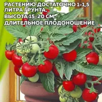 Купить семена томата Кнопа