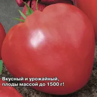 Купить семена Томат Мазарини (Кардинал)