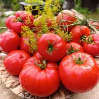 Купить семена Томат Минусинский Улучшенный отбор