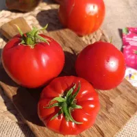 Купить семена Томат Минусинский Улучшенный отбор