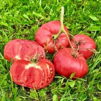 Купить семена Томат Минусинский Улучшенный отбор