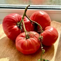 Купить семена Томат Минусинский Улучшенный отбор