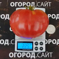 Купить семена Томат Могучан Степанова