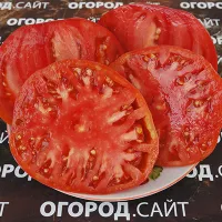 Купить семена томата Моравич