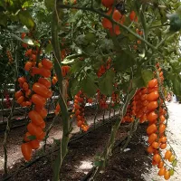 Купить семена Томат Оранжевый Фонтан черри Вкуснотека