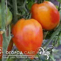 Купить семена томата Похвала Марины