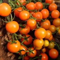 Купить семена Томат Рапунцель Косы золотые