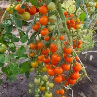 Купить семена Томат Рапунцель Косы золотые