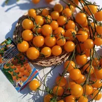 Купить семена Томат Рапунцель Косы золотые