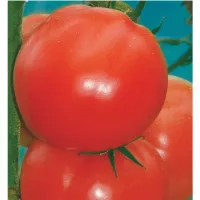 Купить семена Томат Персик Шахерезада