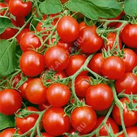 Купить семена Томат Сладкий изюм