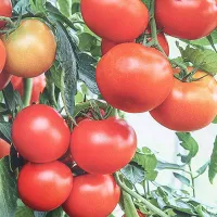 Купить семена томат Софа